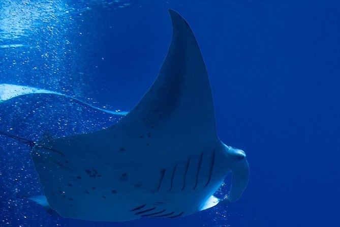 Manta Ray Night Snorkel Kona, Big Island - Cancellation Policy