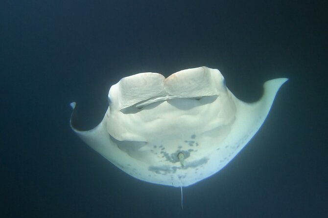 Manta Ray Night Snorkel Kona, Big Island - Additional Information