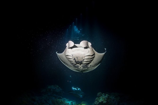Manta Ray Night Snorkel Tour From Kona - General Information