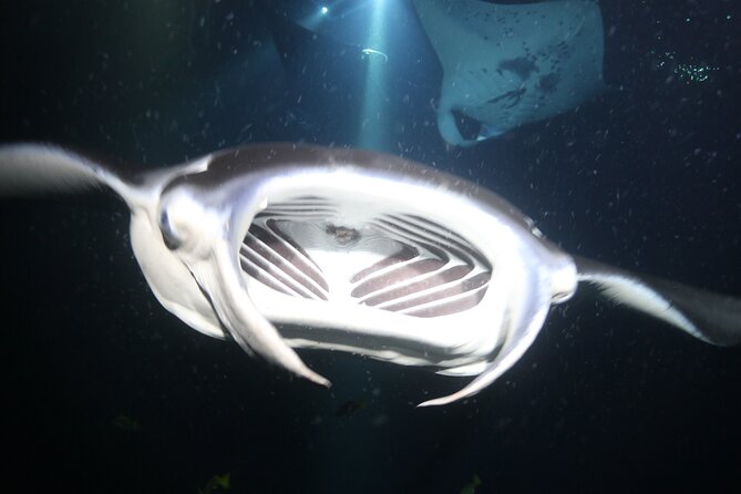 Manta Ray Night Snorkel Tour From Kona - Tour Highlights