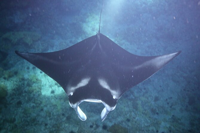 Manta Ray Night Snorkel Tour From Kona - Safety Measures