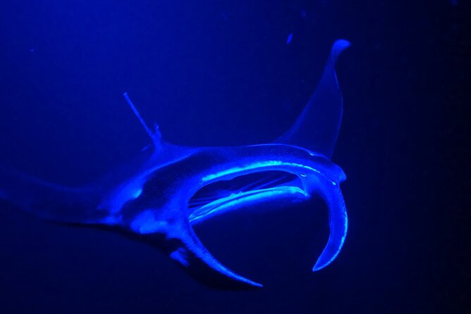 Manta Ray Night Snorkeling Adventure in Kailua-Kona - Experience Details