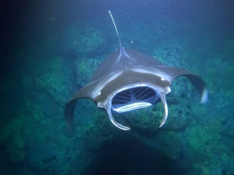 Manta Ray Night Snorkeling in Big Island - What the price covers, and where value comes from