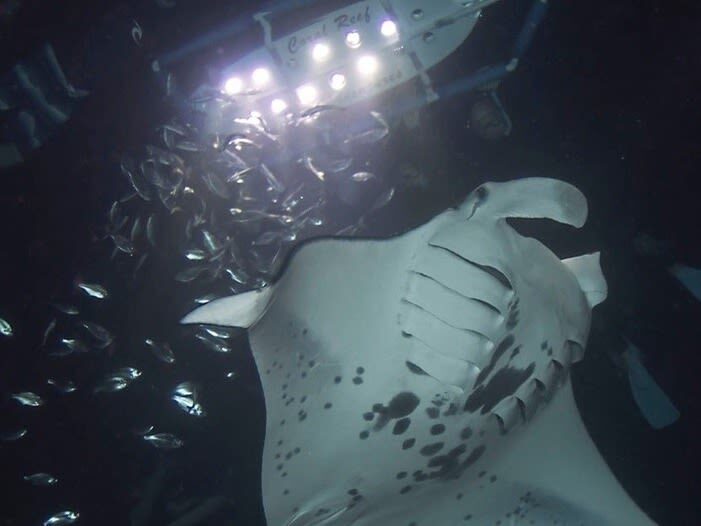 Manta Ray Night Snorkeling in Big Island - Who should choose this night snorkel