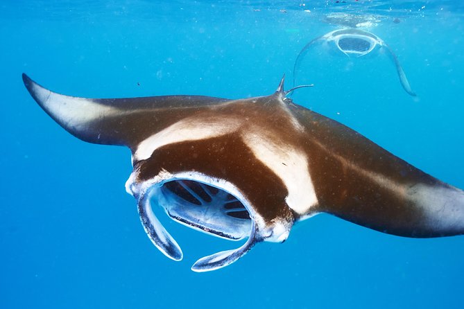 Manta Ray Snorkel Moonlight Kona Hawaii- Small Group - Pricing and Booking Information