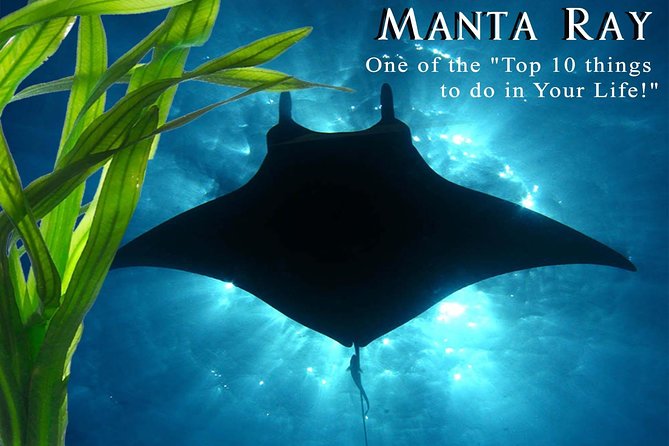 Manta Ray Snorkel Moonlight Kona Hawaii- Small Group - Selecting Date and Travelers