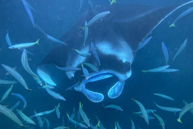 Manta Ray Snorkeling by Night in Kailua-Kona, Hawaii - What to Expect During the Night Snorkeling Trip