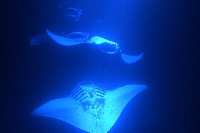Manta Ray Snorkeling by Night in Kailua-Kona, Hawaii - Customer Reviews on Crew and Overall Experience