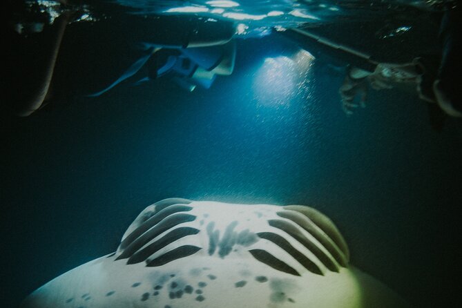 Manta Ray Snorkeling by Night in Kailua-Kona, Hawaii - Proximity to Manta Rays and Customer Reviews