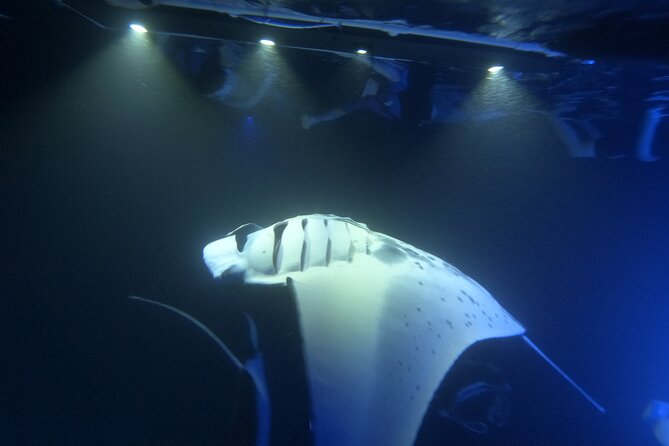 Manta Ray Snorkeling by Night in Kailua-Kona, Hawaii - Common Questions