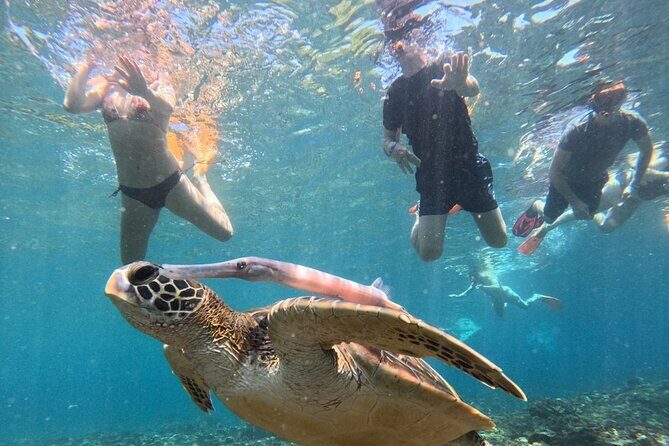 Manta Ray Snorkeling From Bali - Good To Know