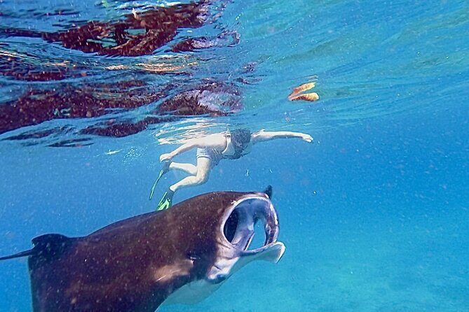 Manta Ray Snorkeling From Bali - Authentic Experiences & Guest Insights