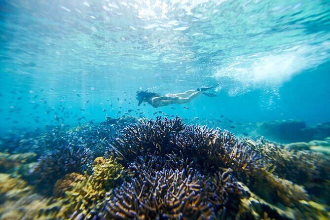 Mantaray Island Day Trip with Lunch - The Scenic High-Speed Catamaran Ride