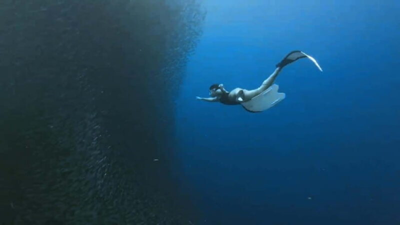 Mantayupan Falls & Moalboal: Snorkeling & Sardine Run Tour - What Makes This Tour Stand Out?