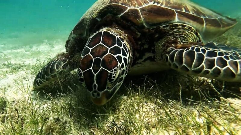 Mantayupan Falls & Moalboal: Snorkeling & Sardine Run Tour - FAQ