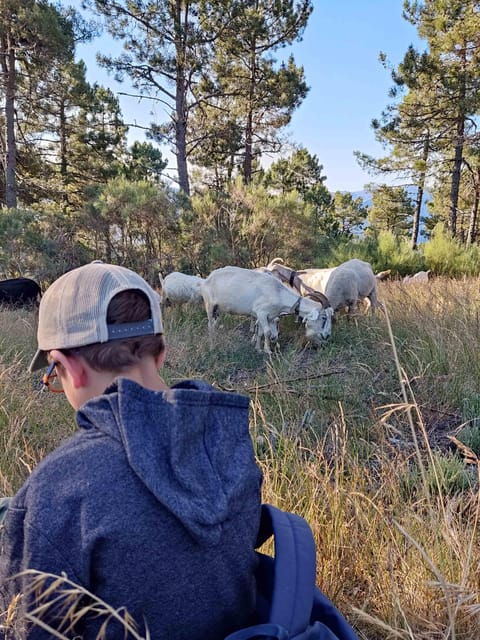 Manteigas: Serra da Estrela Shepherd Path Hike with Shepherd - Good To Know