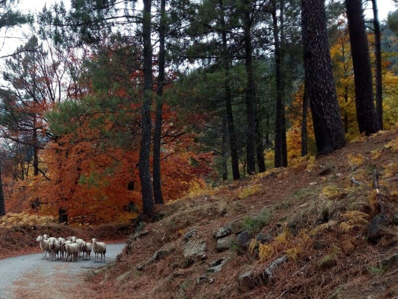 Manteigas: Serra da Estrela Shepherd Path Hike with Shepherd - Why This Tour Delivers Real Value