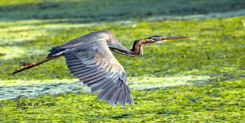 Mantua: Panoramic city navigation + protected oasis + guide on board - An In-Depth Look at the Mantua Waterway Tour