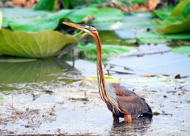 Mantua: Panoramic Cruise with Guide, Natural Oasis and Water Elevator - The Experience from a Traveler’s Perspective