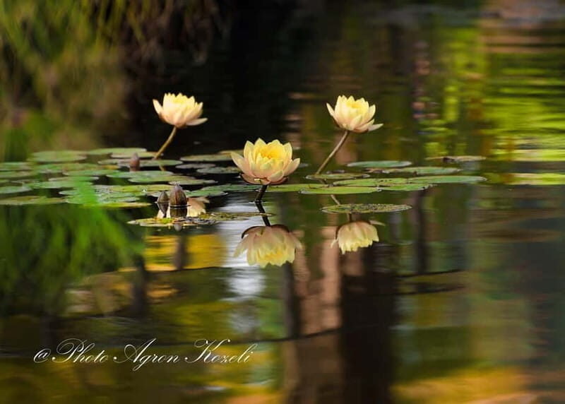 Mantua: Panoramic Cruise with Guide, Natural Oasis and Water Elevator - Final Thoughts