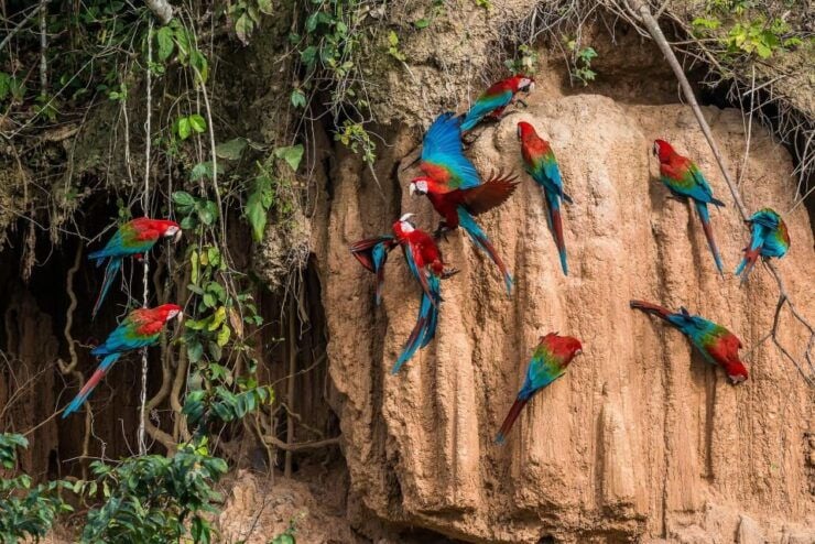 Manu Amazon Tours 5 Days - Experience Highlights and Nature Encounters