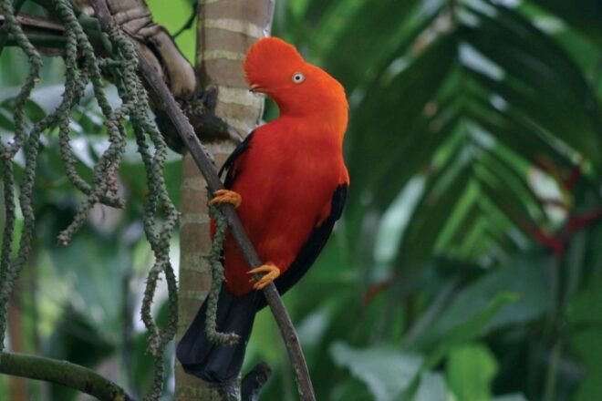 Manu Jungle Excursion 3D Cloud Forest, Night Hike - Complete Itinerary