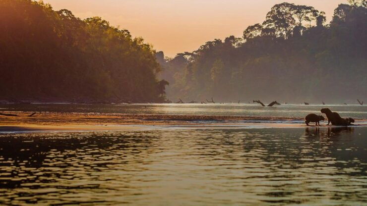Manu Jungle Tour 3 Days - Itinerary and Experience