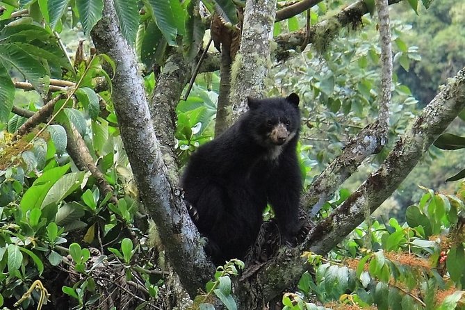 Manu Jungle Tour (3 Days) - Tour Highlights