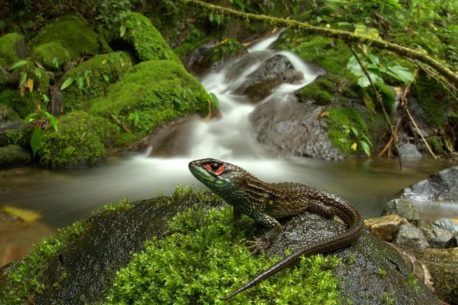 Manu Jungle Tour (4 Days) - Overview and Itinerary