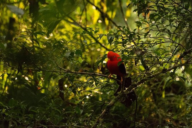 Manu Jungle Tour (4 Days) - Traveler Photos and Reviews