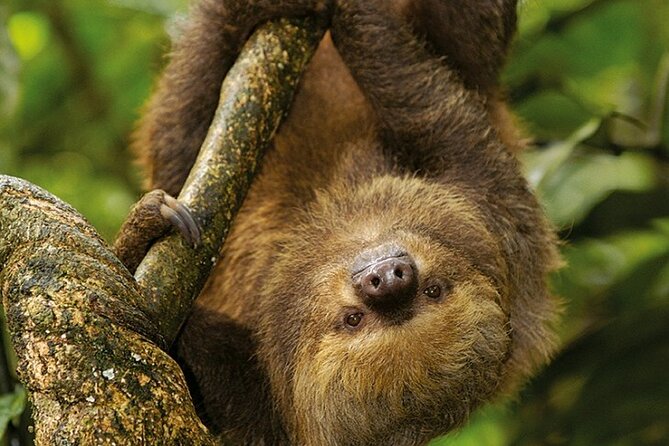 Manu Jungle Tour From Cusco (4 Days) - Wildlife and Nature Experiences