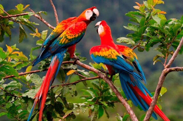 Manu National Park 3 Days - Itinerary Overview