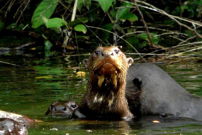 Manu National Park: 4-Day All-Inclusive Tour From Cusco - Customer Reviews