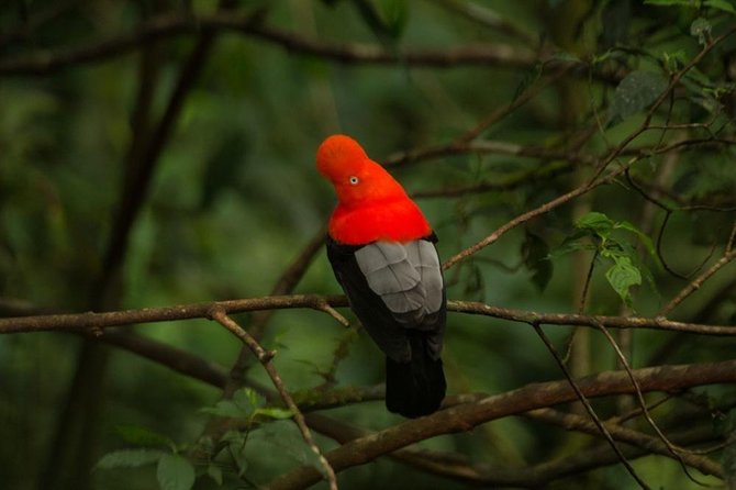 Manu National Park: 4-Day All-Inclusive Tour From Cusco - The Sum Up