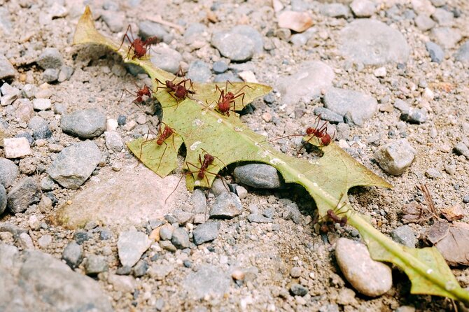 Manu National Park 4 Days - Day 3: Cultural Immersion and Local Communities