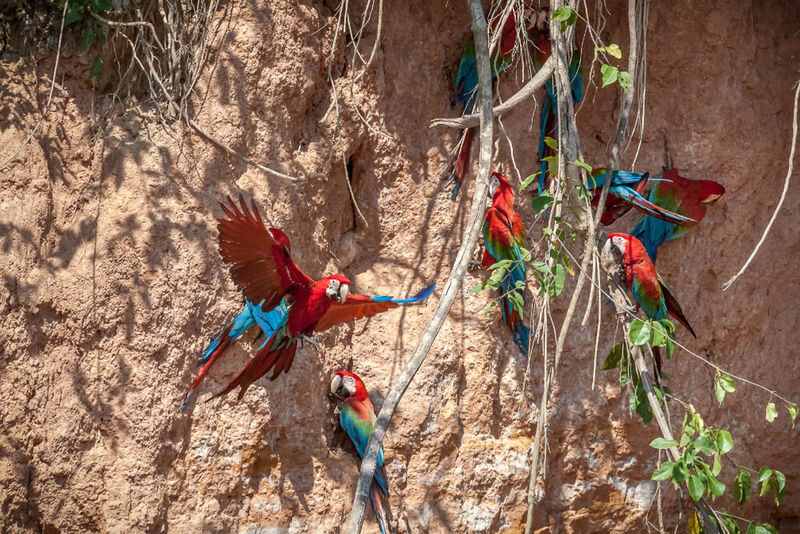 Manu National Park Small Group Tour from Cusco - What the Three-Day Itinerary Can and Cannot Tell You