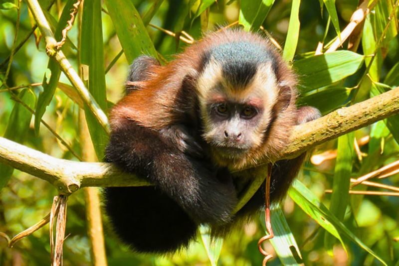 Manu National Park Small Group Tour from Cusco - Cusco, Paucartambo, and the Details to Confirm