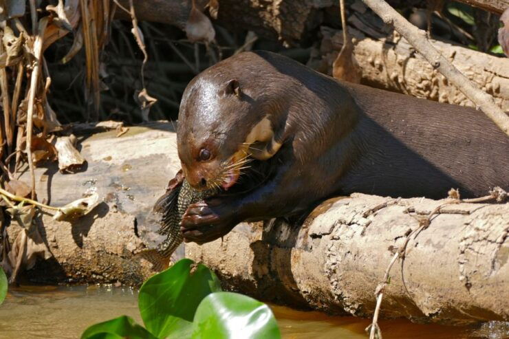 Manu National Park Tour 3 Days - Wildlife Encounters and Activities