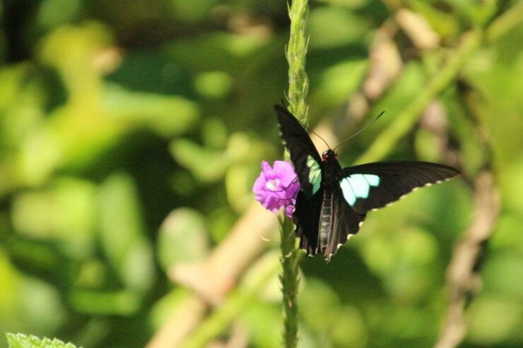 Manu Rainforest Tour 4 Days - Experience Highlights