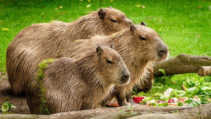 Manu Wildlife Peru Tour 5 Days - Tour Duration and Logistics