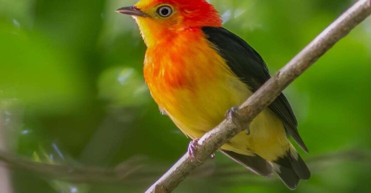 Manu Wildlife Peru Tour 5 Days - Experience Highlights and Activities
