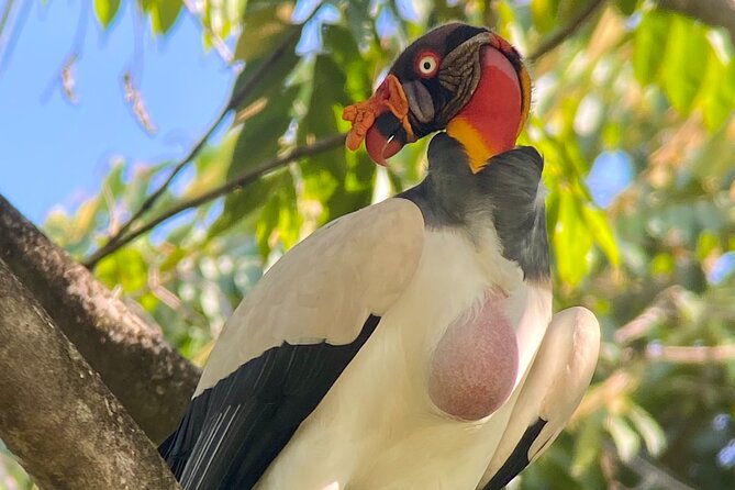Manuel Antonio Esquipulas Birdwatching Tour - Good To Know
