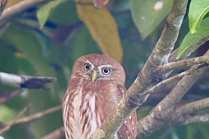 Manuel Antonio Esquipulas Birdwatching Tour - Frequently Asked Questions