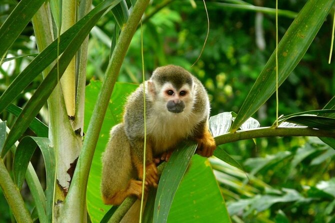 Manuel Antonio National Park Day Trip From Jaco Incl. Lunch - Customer Reviews
