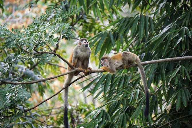 Manuel Antonio National Park From San José - Visitor Experiences and Reviews
