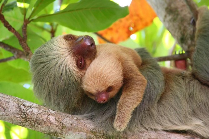 Manuel Antonio National Park One Day Tour From San Jose - Tour Overview