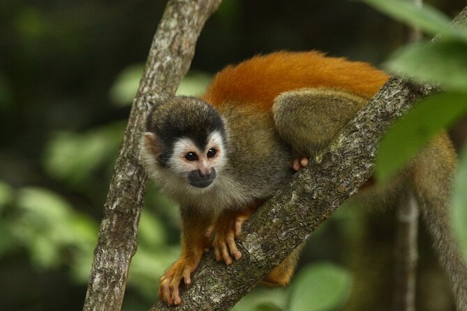 Manuel Antonio National Park Tour - Accessibility