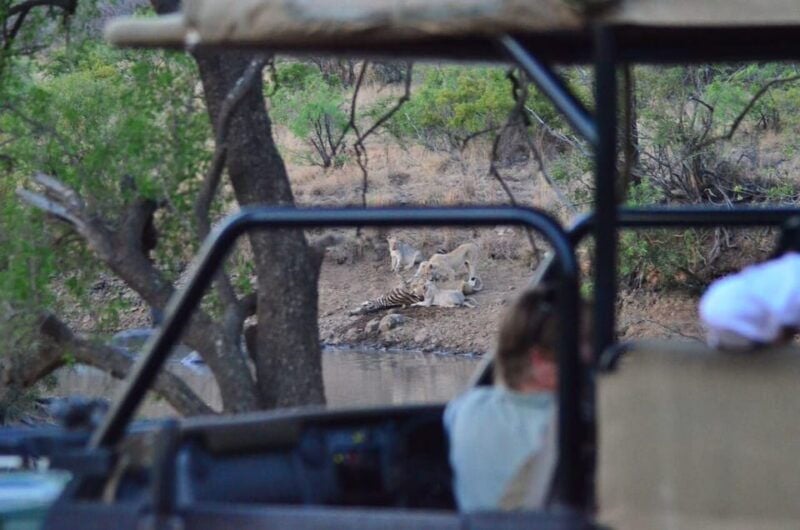 Manyane: 6HGame Drive with Lunch - Manyane: 6H Game Drive with Lunch – An Authentic Safari Experience in Pilanesberg