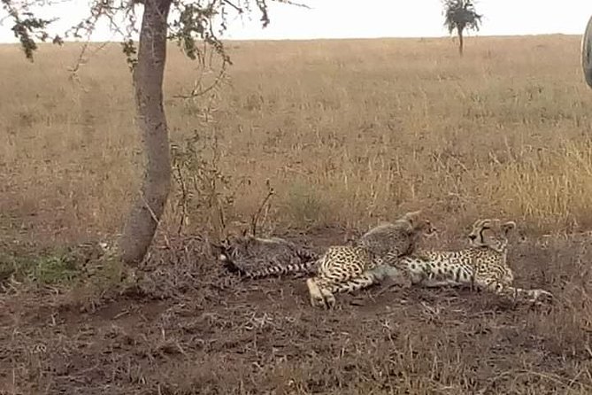 Manyara, Ngorongoro, Olduvai, Serengeti - Amenities Included