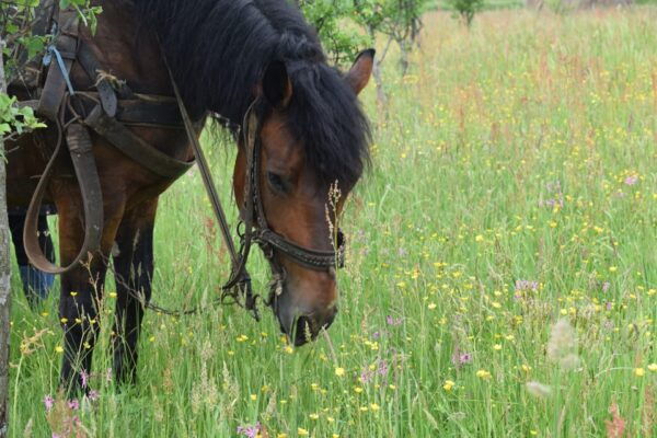 Maramures Day Tour (From Cluj-Napoca) - Frequently Asked Questions